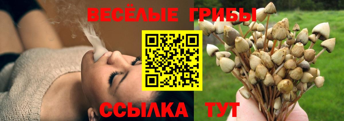 Псилоцибиновые грибы GOLDEN TEACHER Чистополь